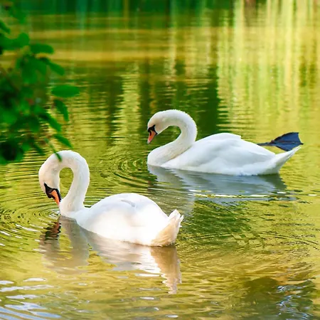 Stilvolle Ferien-geschaeftswohnung Brandenburger Seenlandschaft Werder (Havel)